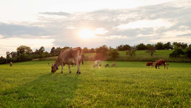 Kuhweide mit Kühen, die frische Rohmilch erzeugen für den Käse